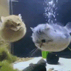 cat-ai-pufferfish-cat.gif