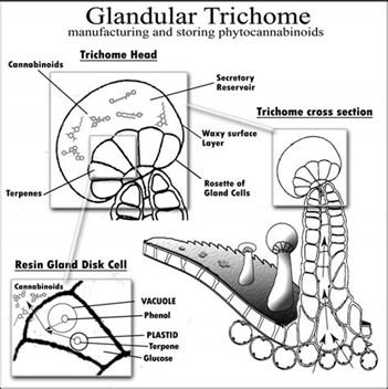 trichomes.jpg
