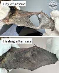 Wounded bat.jpg