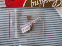 hoodia seeds.JPG hoodia seeds.JPG