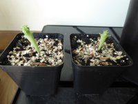 hoodia comparaison.JPG hoodia comparaison.JPG