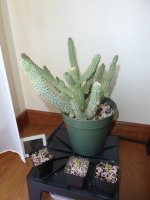hoodia xxx.JPG hoodia xxx.JPG