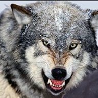 Wolfyy