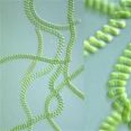 ectoplasme