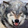 Wolfyy