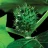 datura head